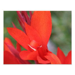 "Lady in Red" Red Canna Lily Foto Print