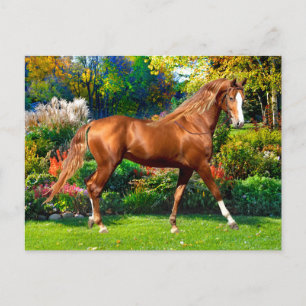 "Lady Jane"  Postkarte