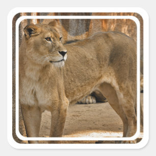 Lady Lioness Sticker