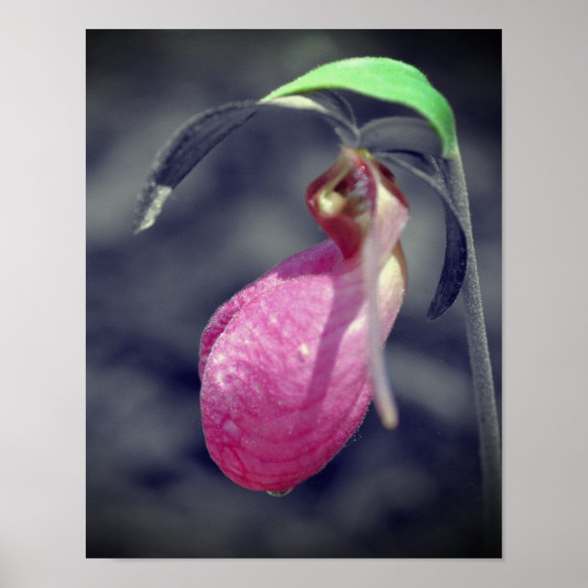 Lady Slipper Blume Schwarz-Weiß Teilfarbe Poster (Vorne)