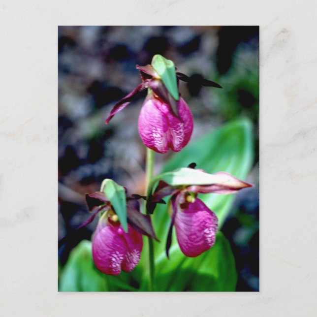 Lady Slipper I, Pink Green Garden Delight Postkarte (Vorderseite)
