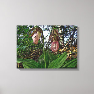 Lady Slipper Orchid Wildblume Leinwanddruck