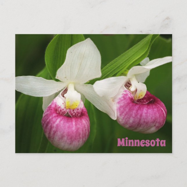 Lady Slipper Postcard Postkarte (Vorderseite)