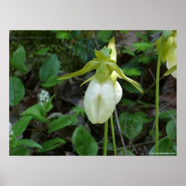 Lady Slipper Poster (Vorne)