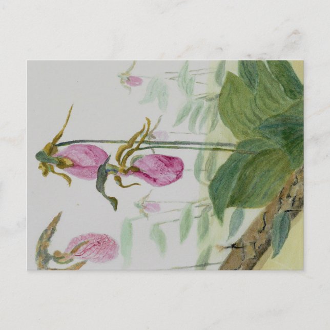 Lady Slippers Postcard Postkarte (Vorderseite)