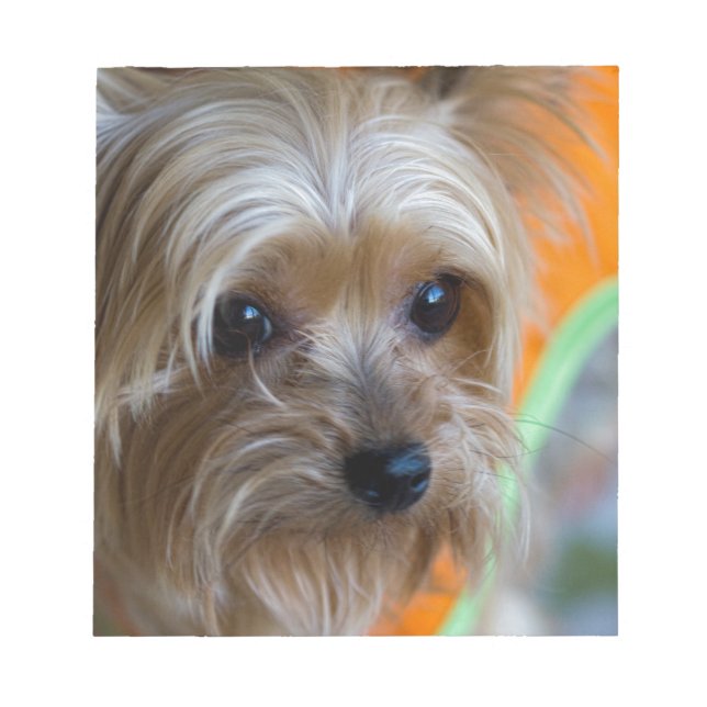 Lady Yorkshire Terrier Puppy Notizblock (Vorderseite)