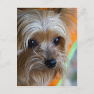 Lady Yorkshire Terrier Puppy Postkarte