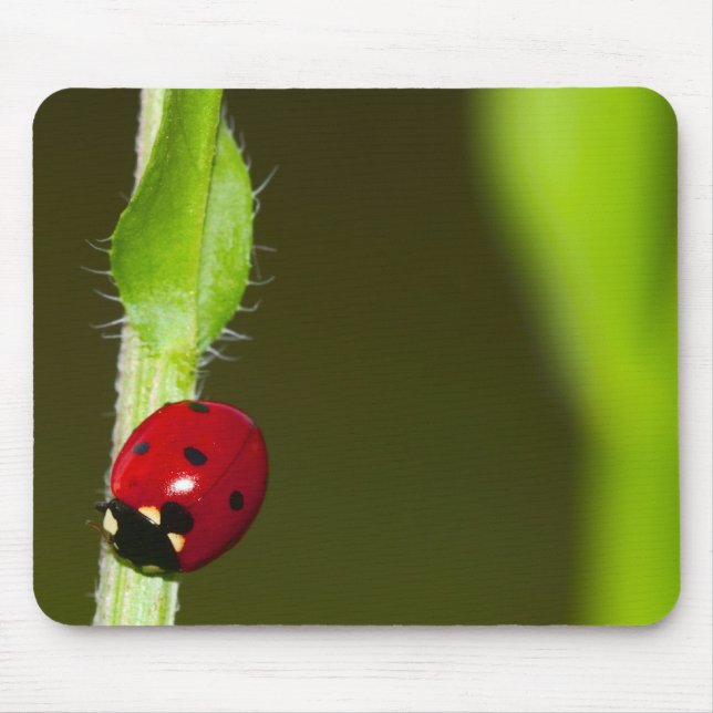 Ladybeetle mousepad (Vorne)