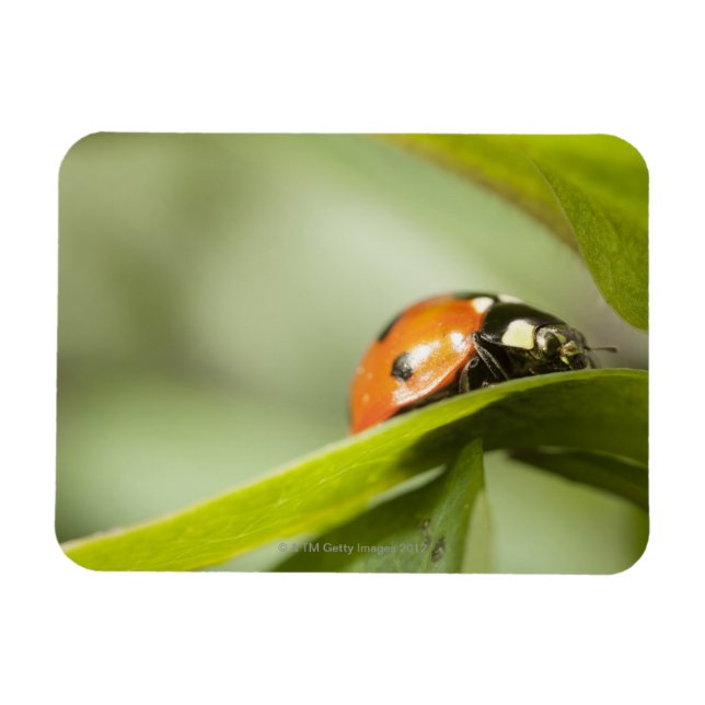 Ladybird auf Blatt, Ladybug auf Blatt Magnet (Horizontal)
