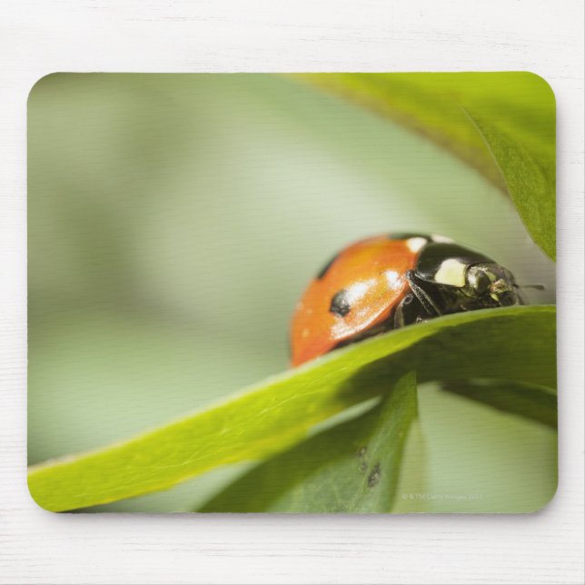 Ladybird auf Blatt, Ladybug auf Blatt Mousepad (Vorne)