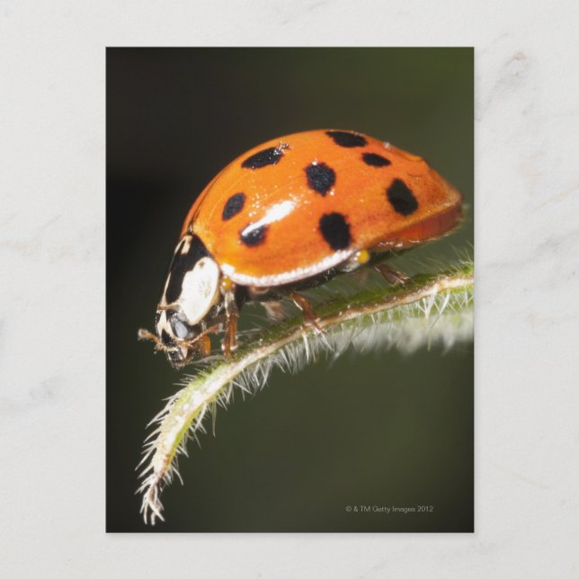 Ladybird auf Blatt, Ladybug auf Blatt Postkarte (Vorderseite)