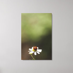 Ladybird auf der Chamomile-Blume Leinwanddruck