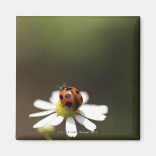 Ladybird auf der Chamomile-Blume Magnet