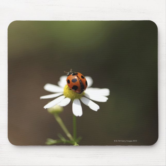 Ladybird auf der Chamomile-Blume Mousepad (Vorne)