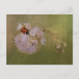 Ladybird auf der Lila Löwenzunge Postkarte