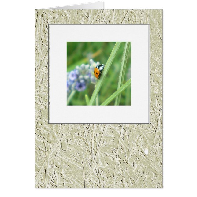 Ladybird auf der Spur (Vorne)