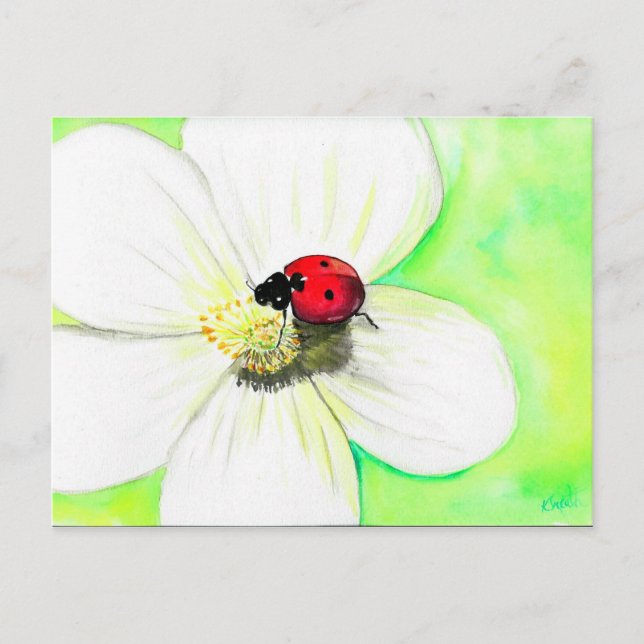 Ladybird auf der weißen Blume Postkarte (Vorderseite)