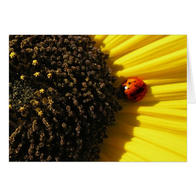 Ladybird auf einer Sonnenblume (Vorderseite (Horizontal))