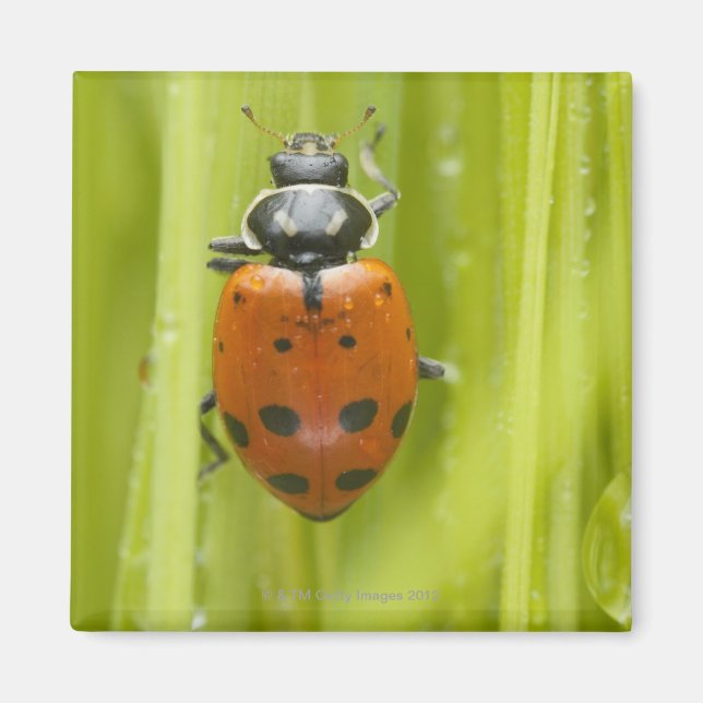 Ladybird auf Gras, nah Magnet (Vorne)