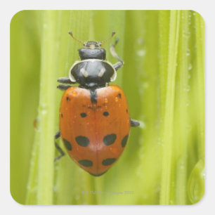 Ladybird auf Gras, nah Quadratischer Aufkleber