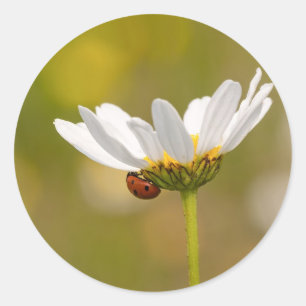Ladybird auf Oxeye Daisy Round-Aufkleber Runder Aufkleber