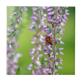 Ladybird auf violetten Blumen Fliese