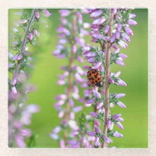 Ladybird auf violetten Blumen   Glasuntersetzer