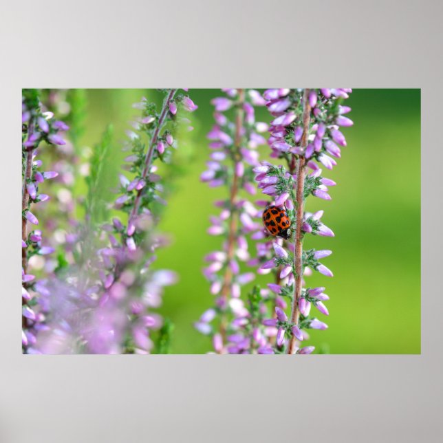 Ladybird auf violetten Blumen Poster (Vorne)