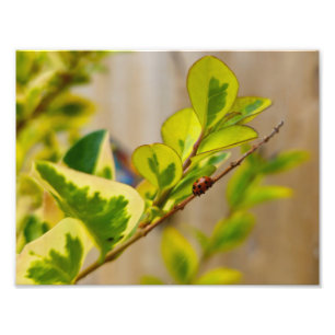 Ladybird Fotodruck