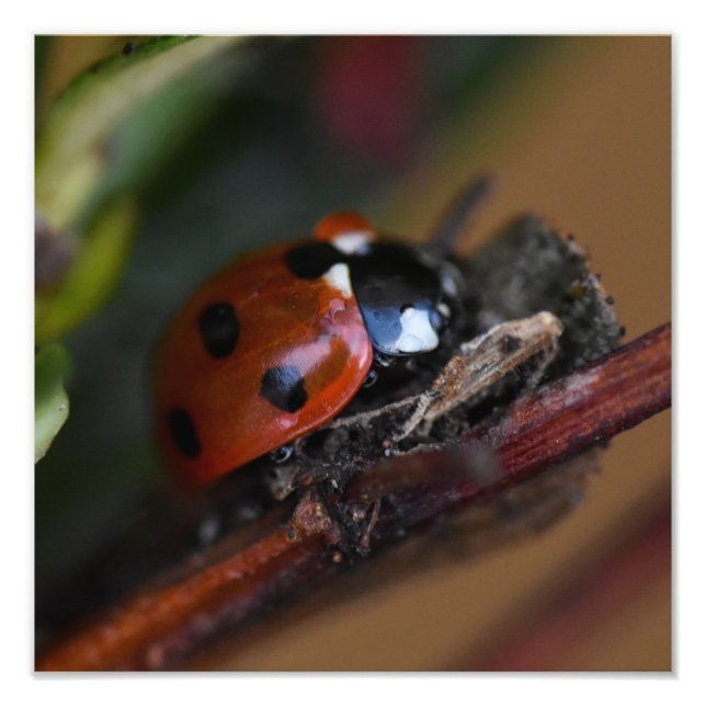 Ladybird Fotodruck (Vorne)