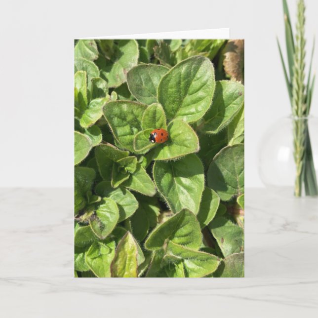 Ladybird in der Parkkarte Karte (Vorderseite)