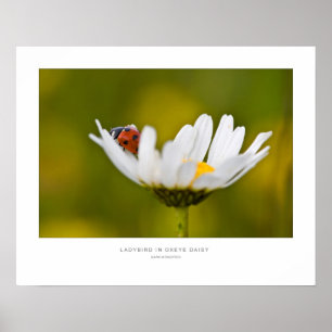 Ladybird in Oxeye Daisy - Wall Print. Poster