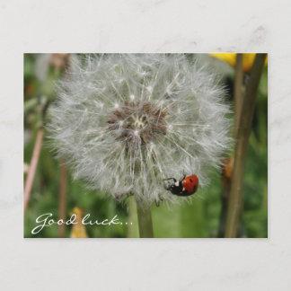 Ladybird-Käfer auf Löwenzahn Postkarte