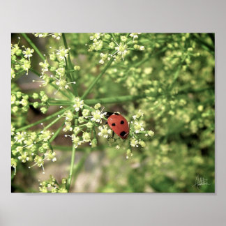 Ladybird [Kunstdruckerei] Poster