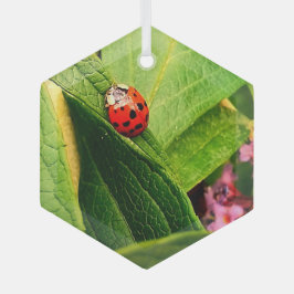 Ladybird Ornament Aus Glas