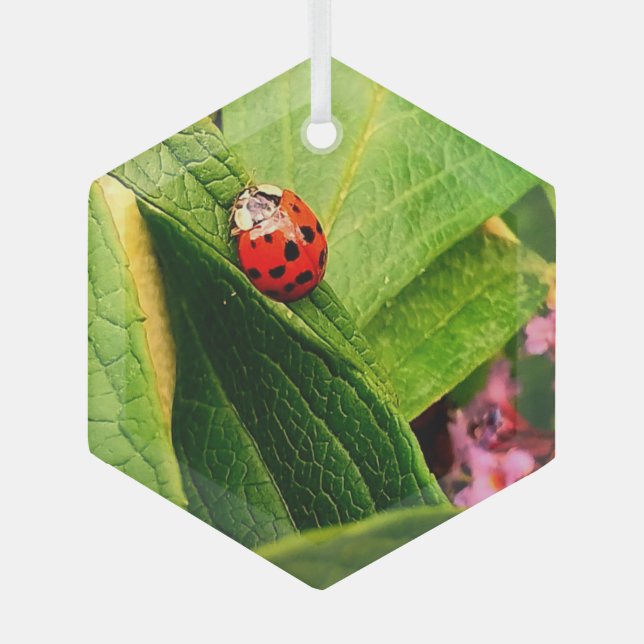 Ladybird Ornament Aus Glas (Vorderseite)