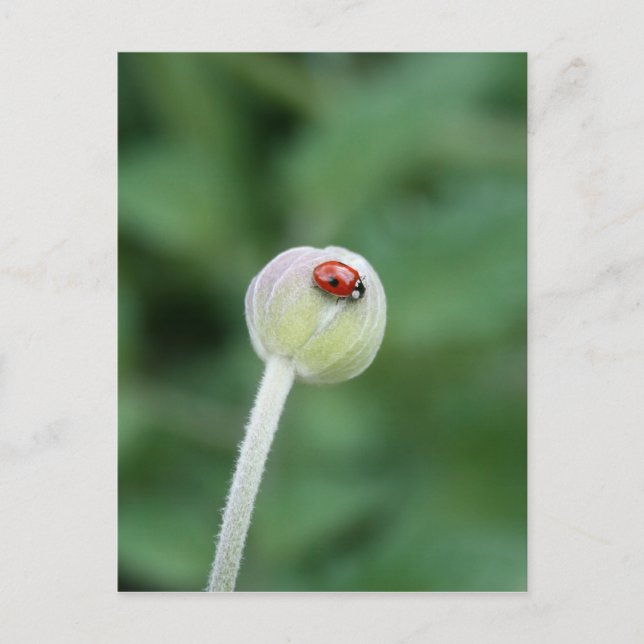 Ladybird Postcard Postkarte (Vorderseite)