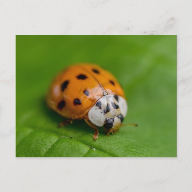 Ladybird Postkarte (Vorderseite)
