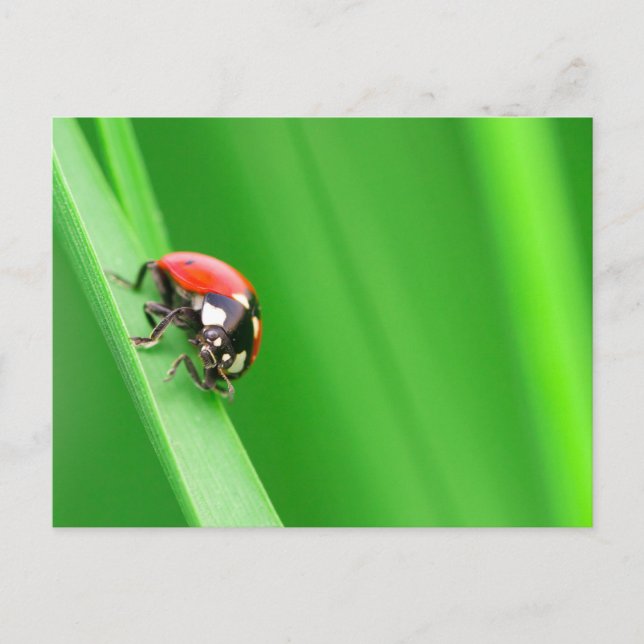 Ladybird Postkarte (Vorderseite)