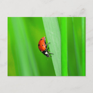Ladybird Postkarte