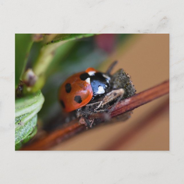 Ladybird Postkarte (Vorderseite)