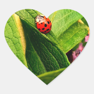 Ladybird-Sticker Herz-Aufkleber