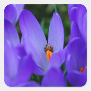 Ladybird-Sticker Quadratischer Aufkleber