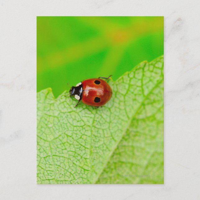 Ladybird walking across a leaf postkarte (Vorderseite)