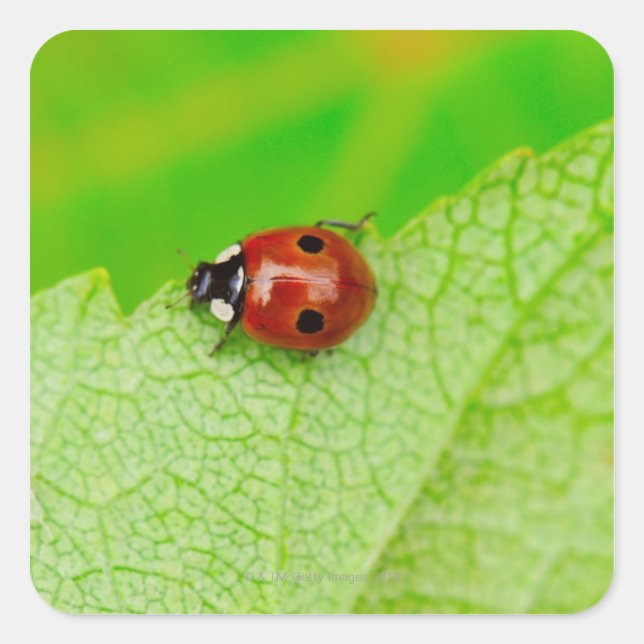 Ladybird walking across a leaf quadratischer aufkleber (Vorderseite)