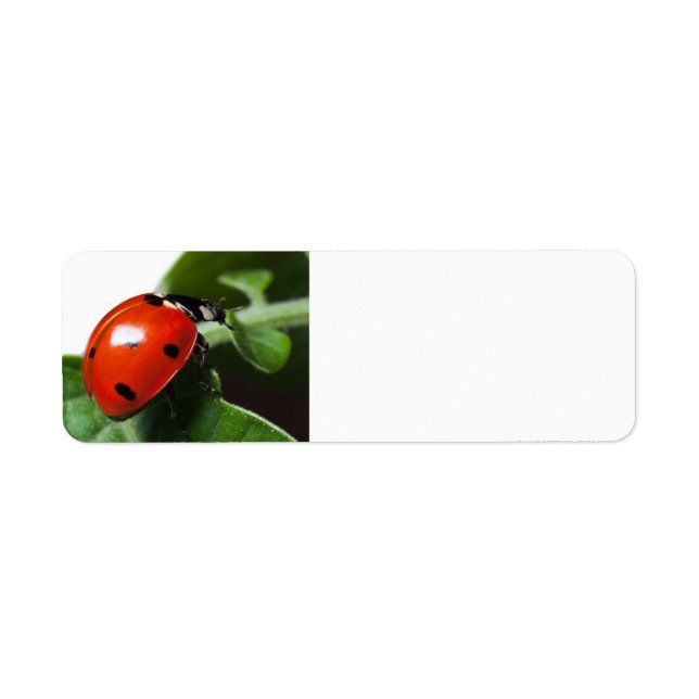 Ladybug (Vorne)