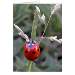 Ladybug