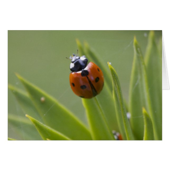 Ladybug (Vorderseite (Horizontal))