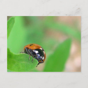 Ladybug am Rande Postkarte