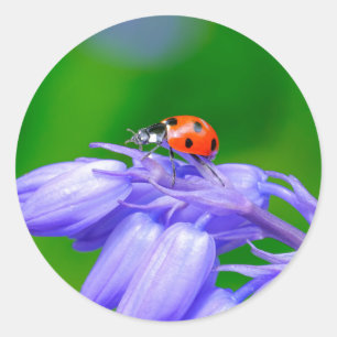 Ladybug auf Bluebells Stickers